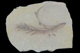 Metasequoia (Dawn Redwood) Fossil - Montana #85738-1